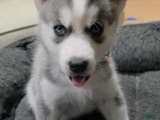 Siberian Husky dogs Siberian Husky Puppy 3 - Ad 23