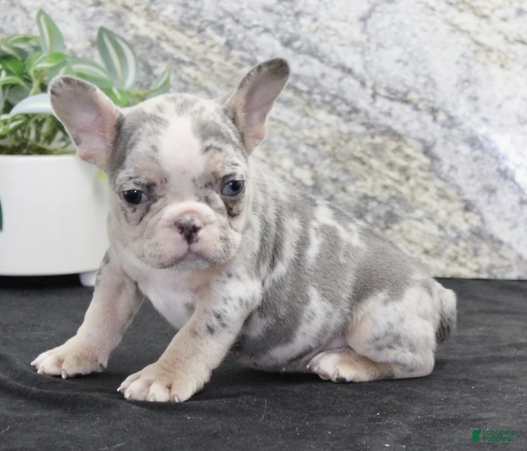 French Bulldog dogs for sale: Zach - Ad 2