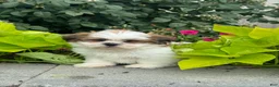 Shih Tzu dogs for sale: Snoopy - Ad 4