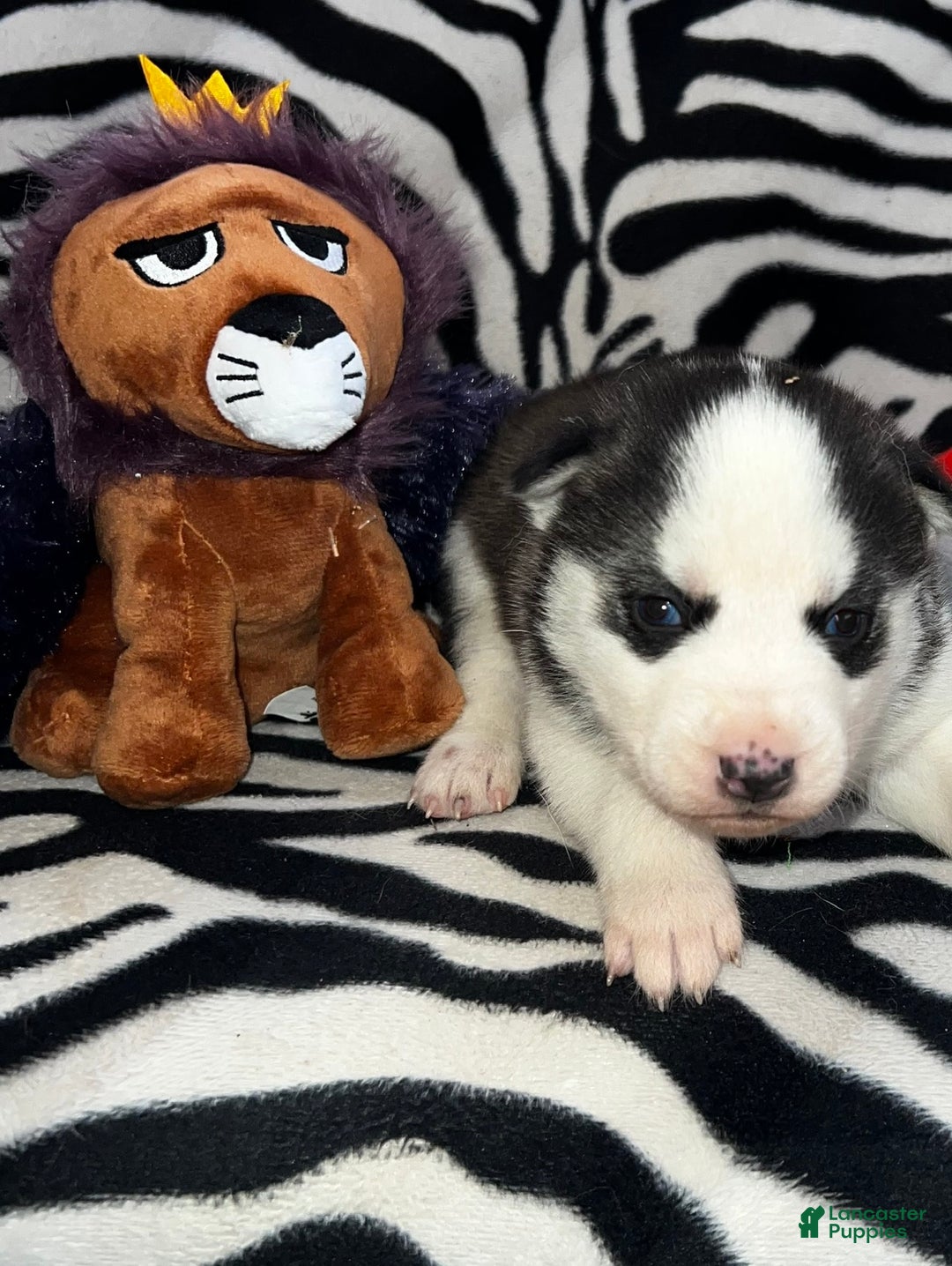 Siberian Husky dogs for sale: Siberian Husky Ash - Ad 6