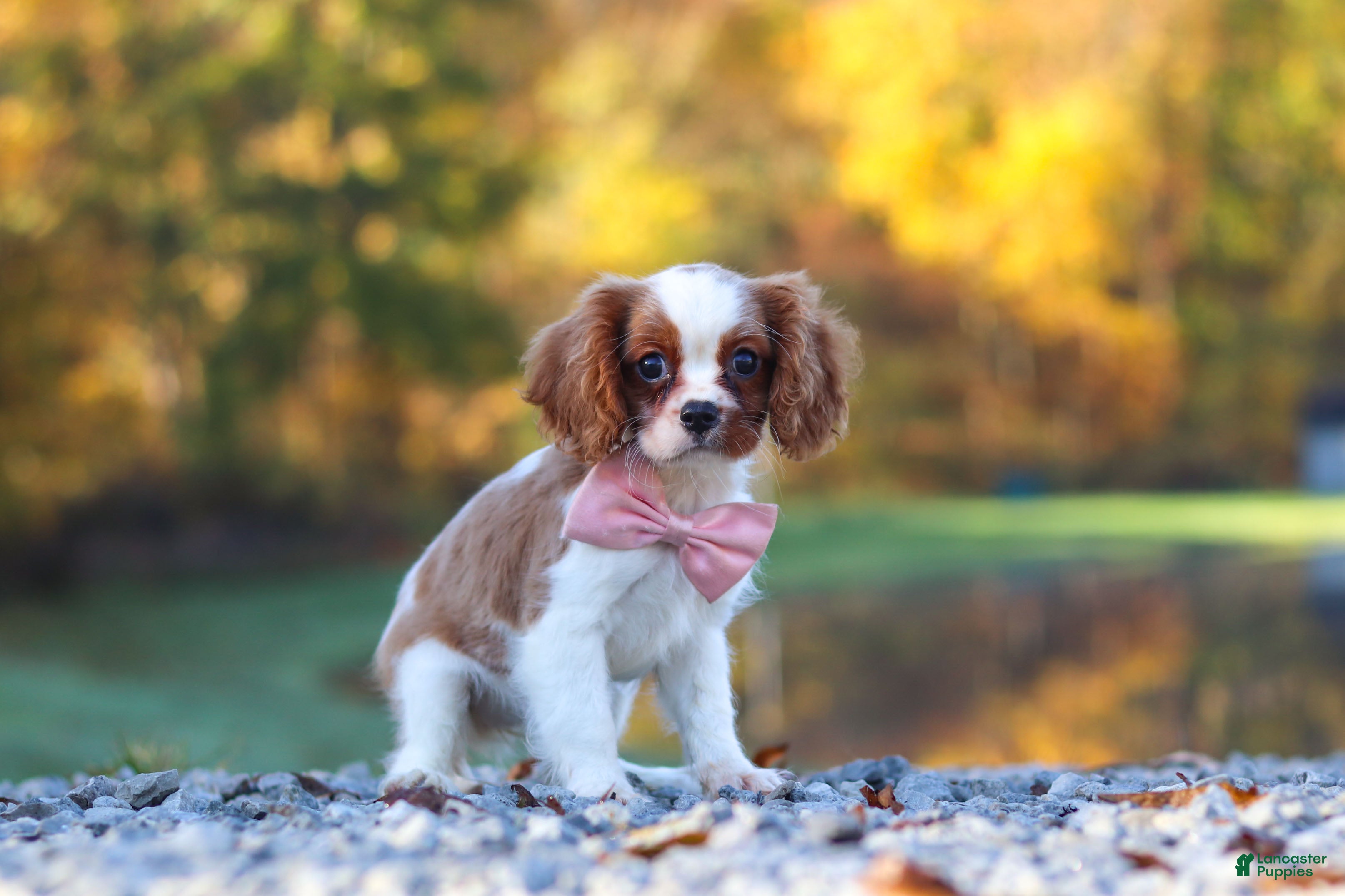 Cavalier King Charles Spaniel dogs Kylie - Ad 1