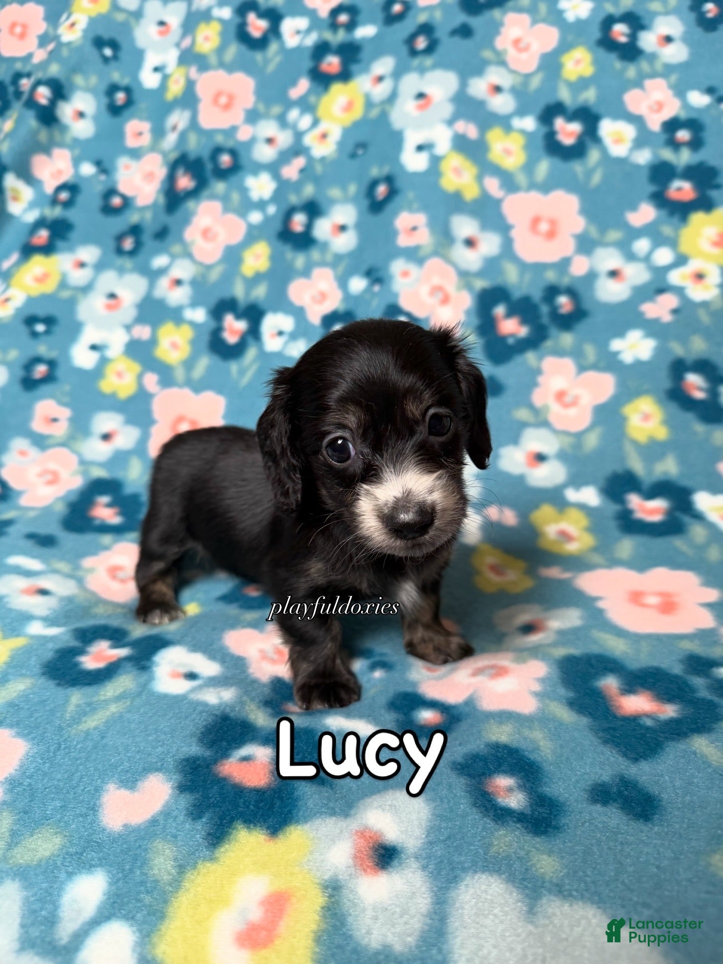 Miniature Dachshund dogs Lucy - Dachshund Puppy Black Piebald Female Long Haired - Ad 2