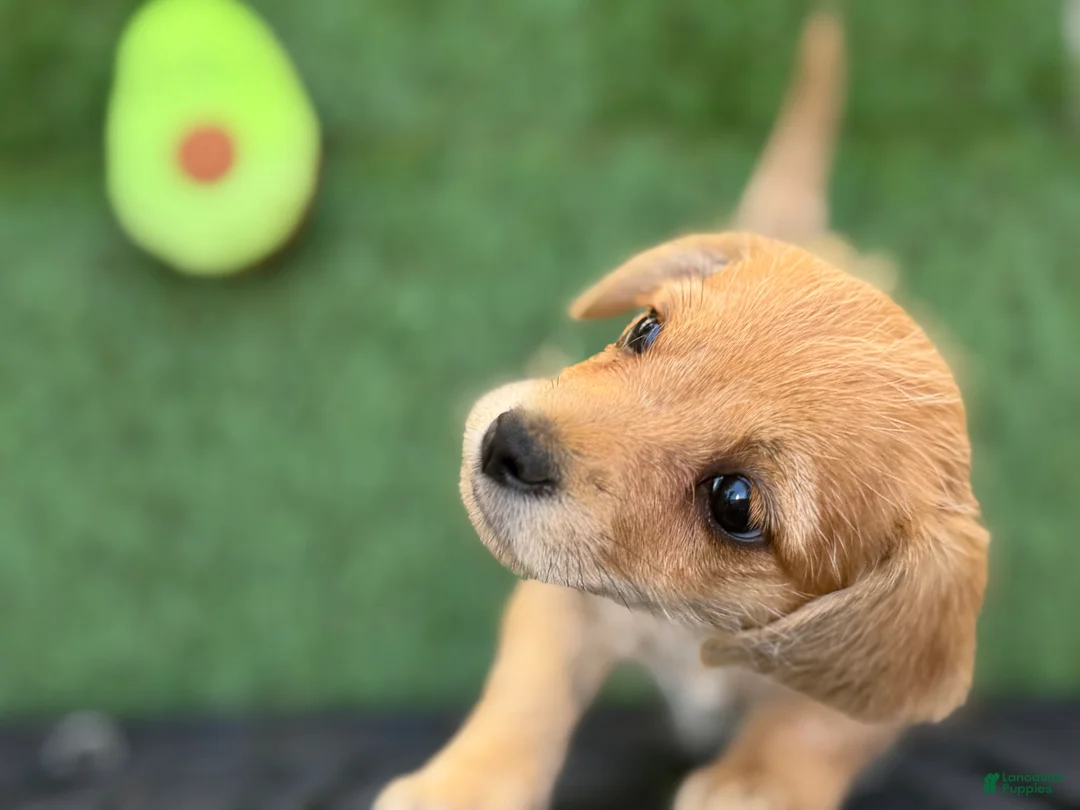 Mixed Breed dogs for sale: Miranda - Ad 2