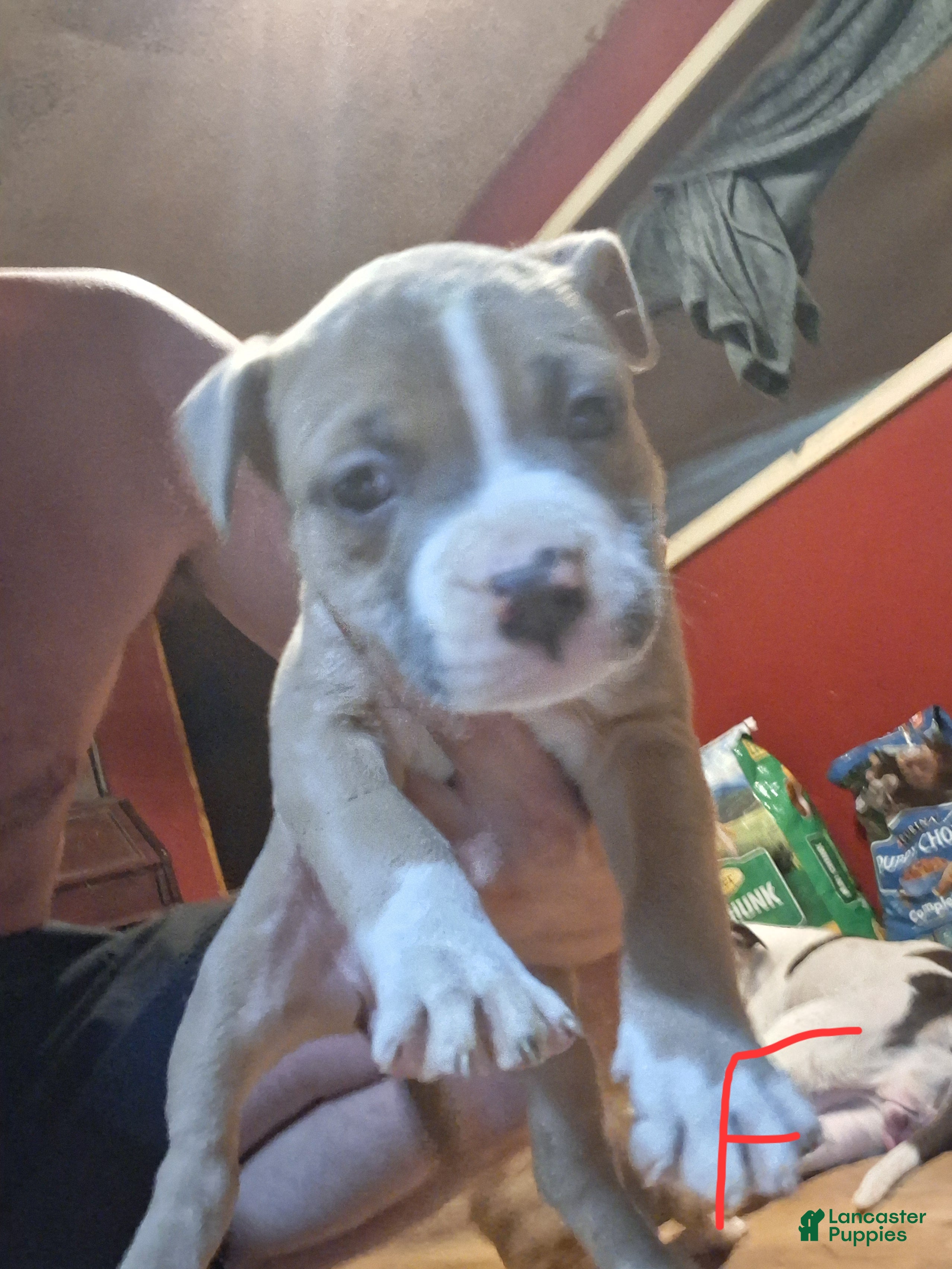 American Pit Bull Terrier dogs American Pit Bull Terrier 8 - Ad 31