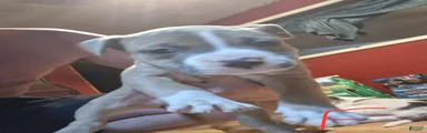 American Pit Bull Terrier 8