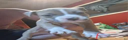 American Pit Bull Terrier dogs for sale: American Pit Bull Terrier 8 - Ad 1