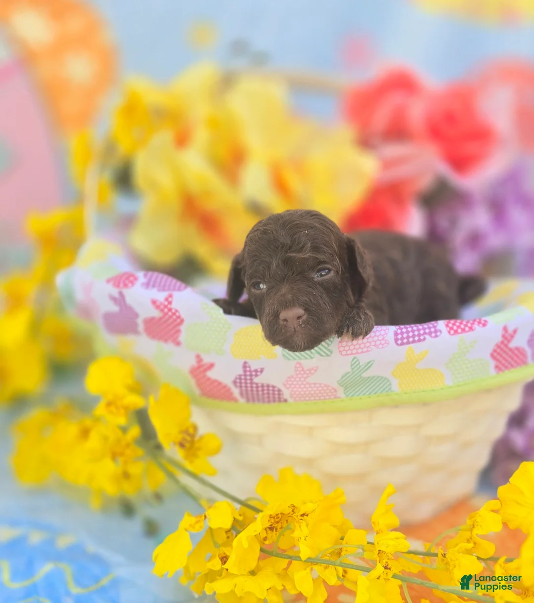 Maltipoo dogs for sale: Irish - Ad 2