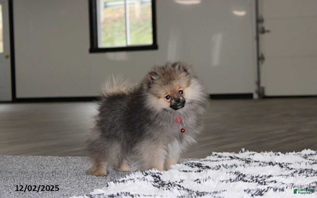 Pomeranian dogs for sale: Major - Ad 4