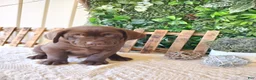 Labrador Retriever dogs for sale: Otis - Ad 3
