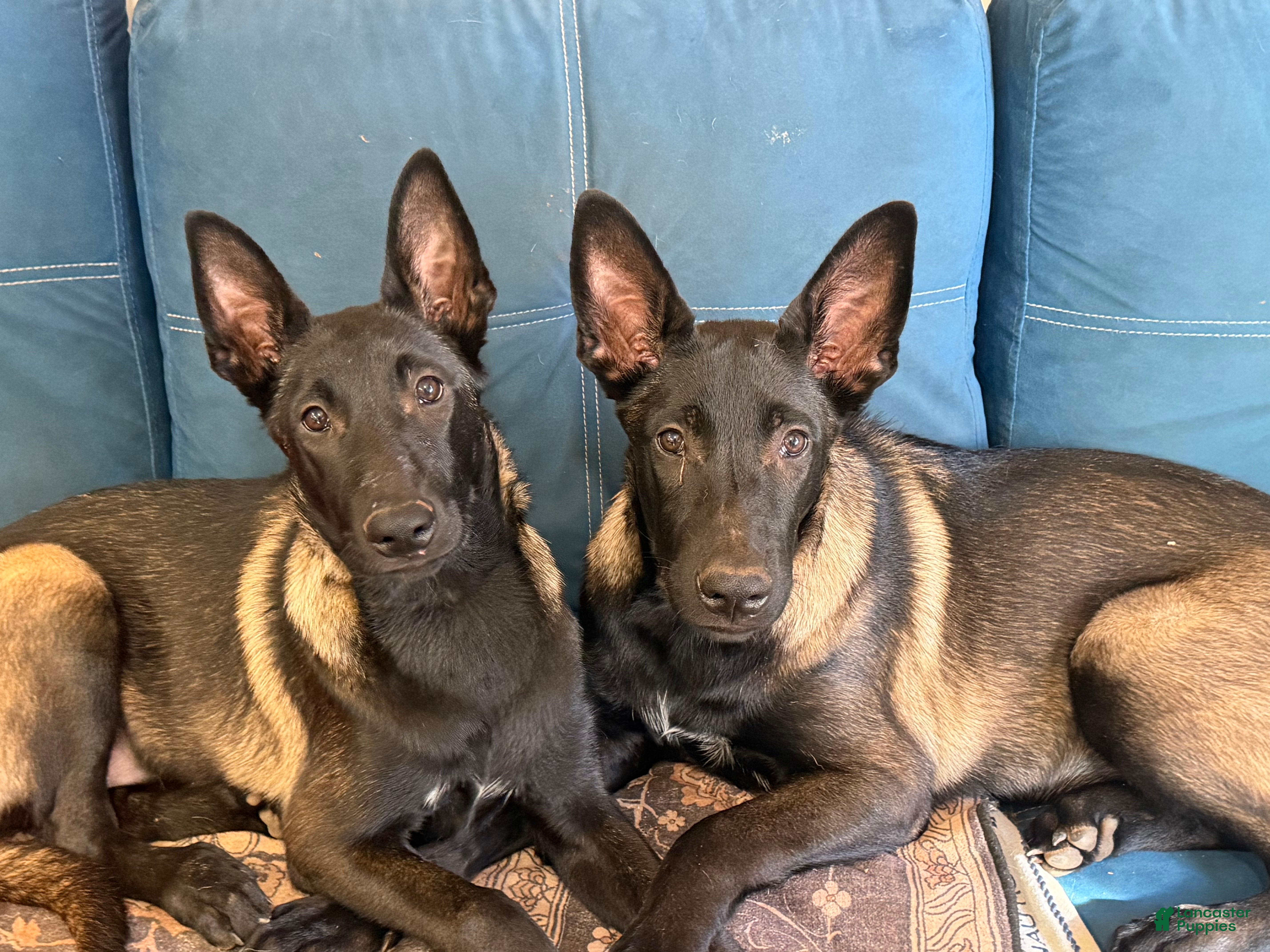 Belgian Malinois dogs Dollface #3 - Ad 1