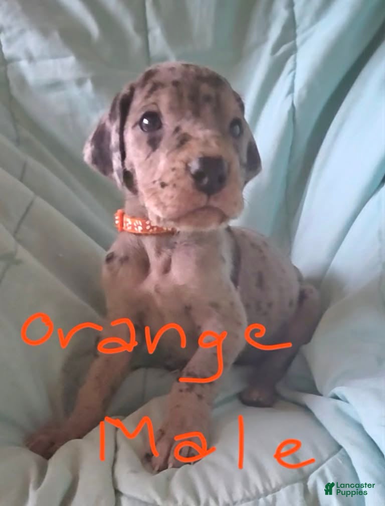 Great Dane dogs Orange Collar Male  - Ad 1