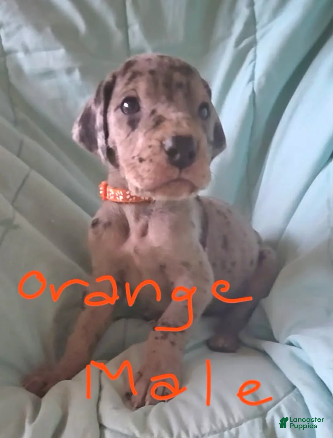 Great Dane dogs for sale: Orange Collar Male  - Ad 1