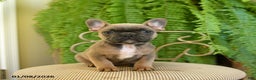 French Bulldog dogs for sale: Tammy - Ad 1