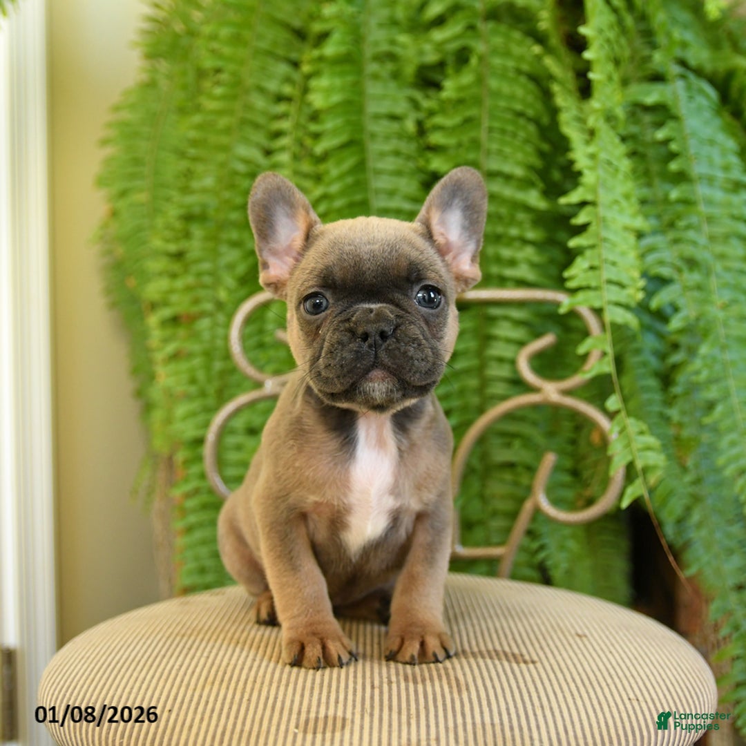 French Bulldog dogs for sale: Tammy - Ad 1