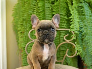 French Bulldog dogs Tammy - Ad 27