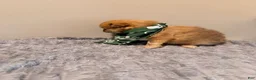 Pomeranian dogs for sale: Tigger - Ad 8