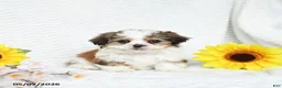Malshi dogs for sale: Benji - Ad 3