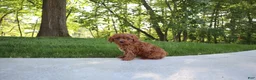 Cavapoo dogs for sale: Trixi - Ad 6