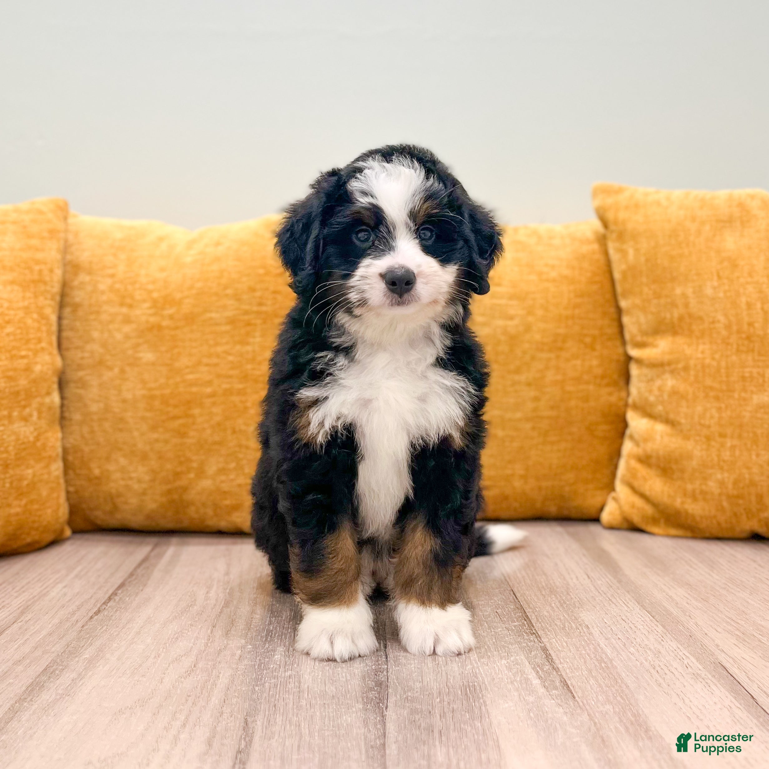 Mini Bernedoodle dogs Isabella - Ad 2