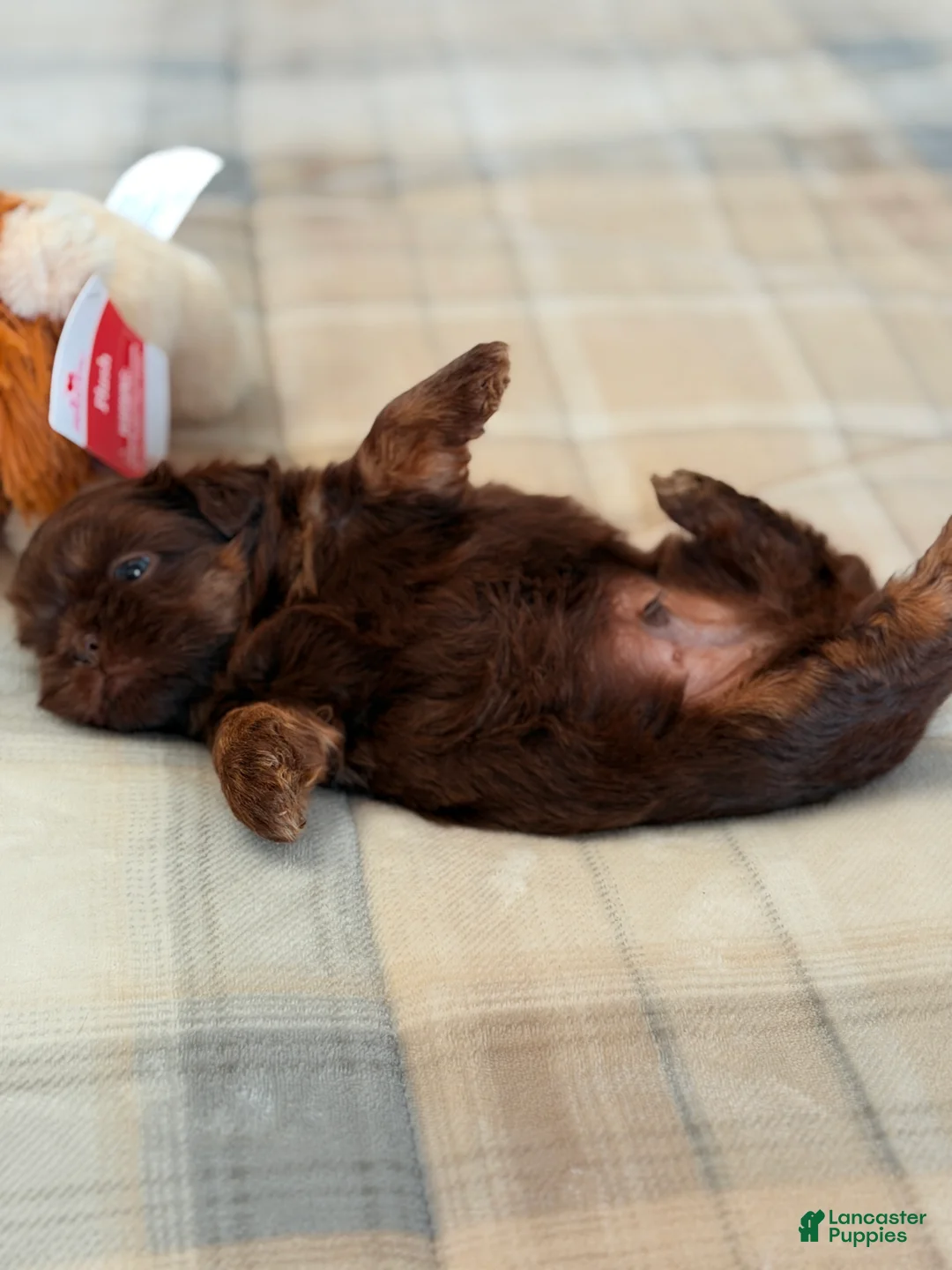 Shih Tzu dogs for sale: Yogi Bear - Ad 2