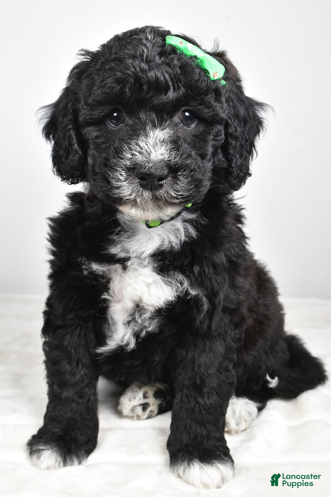 Mini Goldendoodle dogs for sale: Ace - Ad 10