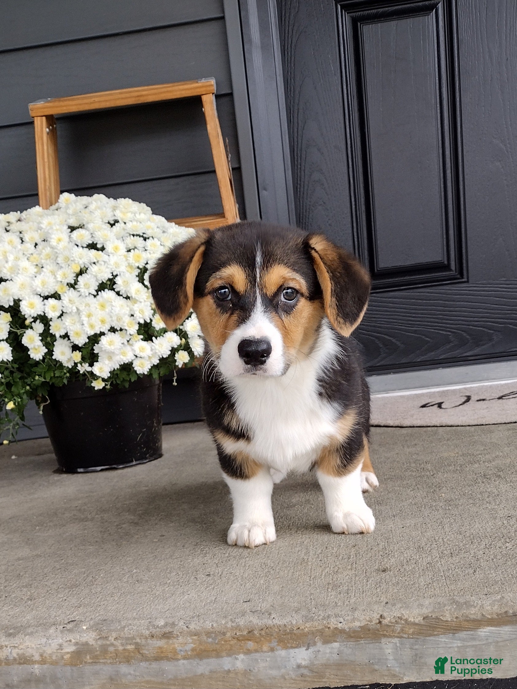 Welsh Corgi Pembroke dogs Casper - Ad 1