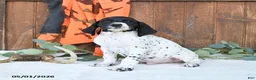 German Shorthaired Pointer dogs for sale: Mack  - Ad 4