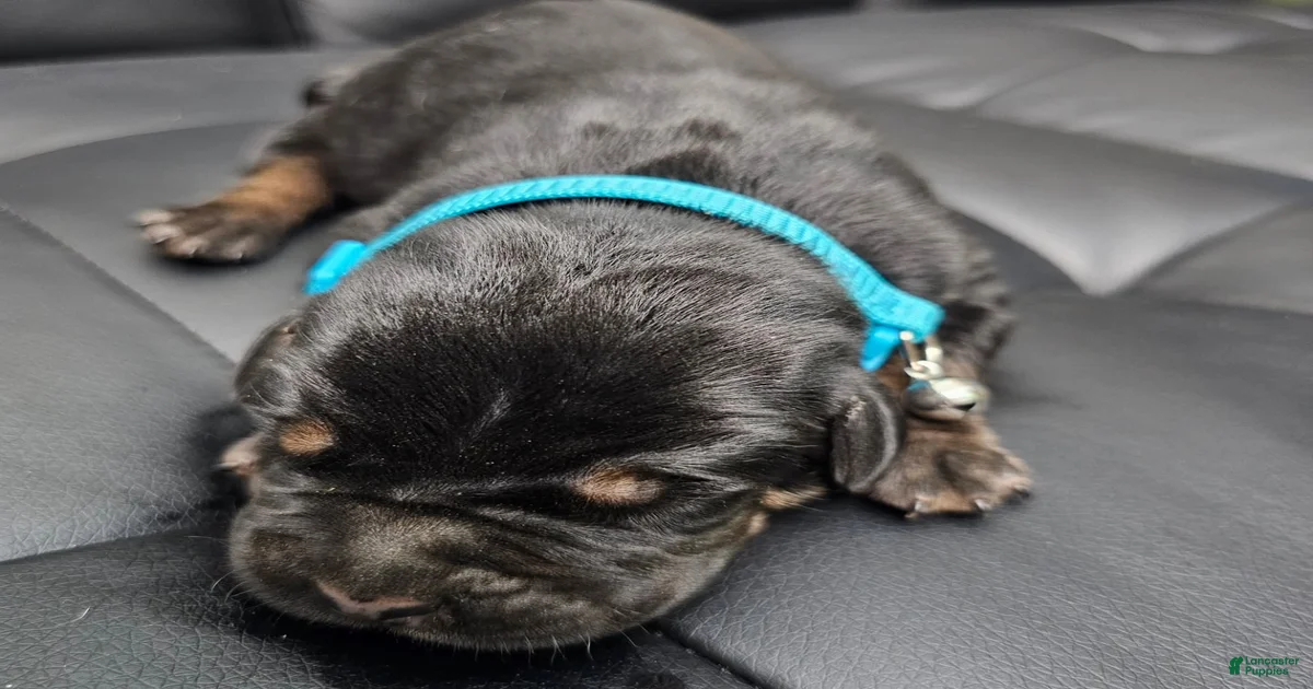 Black Cane Corso Puppies for sale | Lancaster Puppies