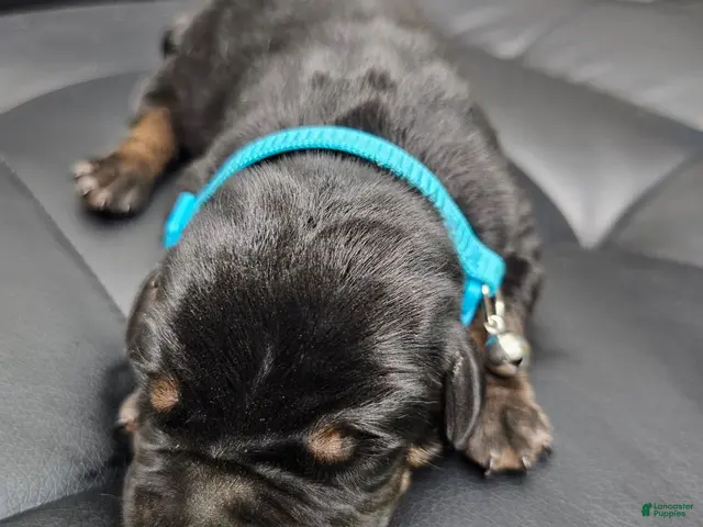 Cane Corso dogs for sale: Exalted Empire Cullinan- Black/Tan (North American Mastiff) - Ad 1