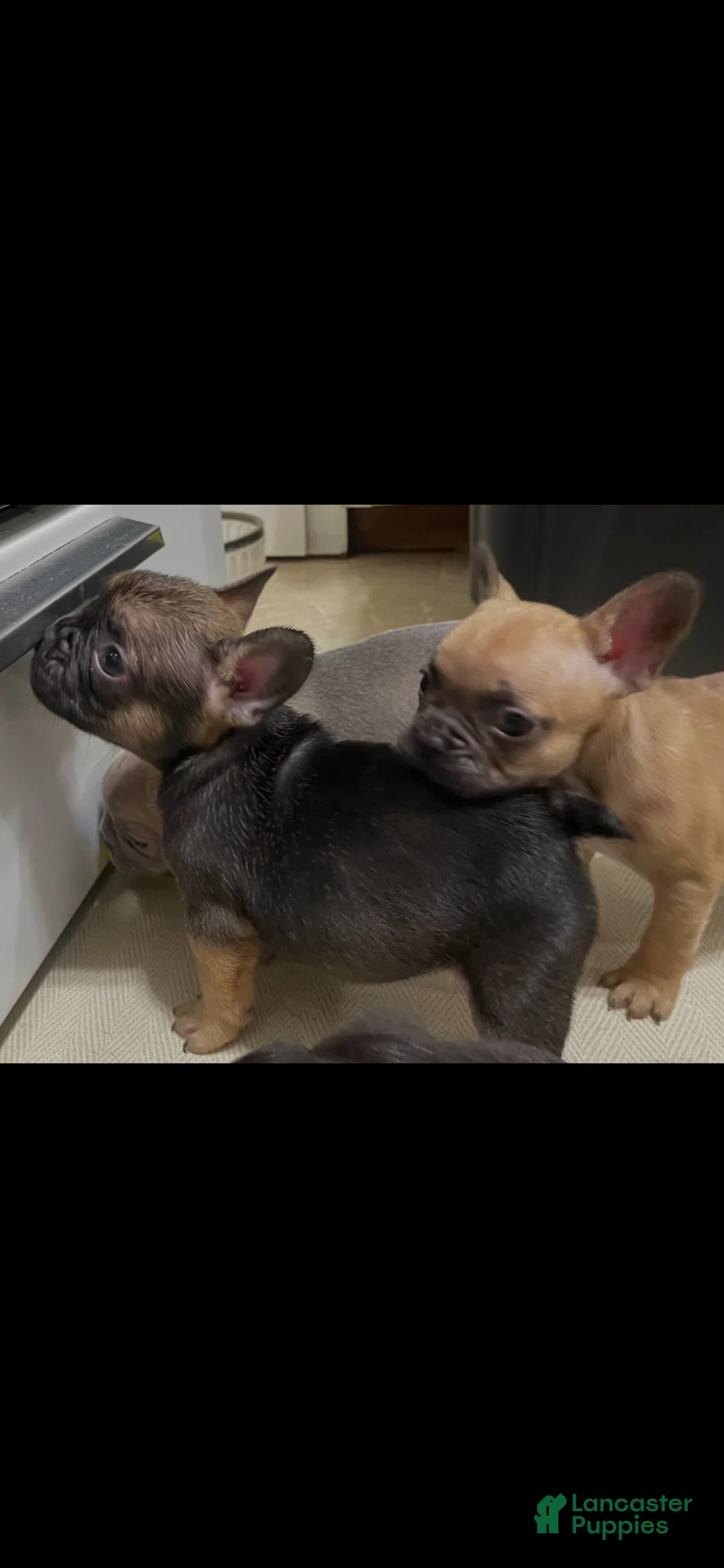 French Bulldog dogs for sale: French Bulldog 2 - Ad 2