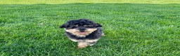 Havapoo dogs for sale: Havapoo - Ad 6