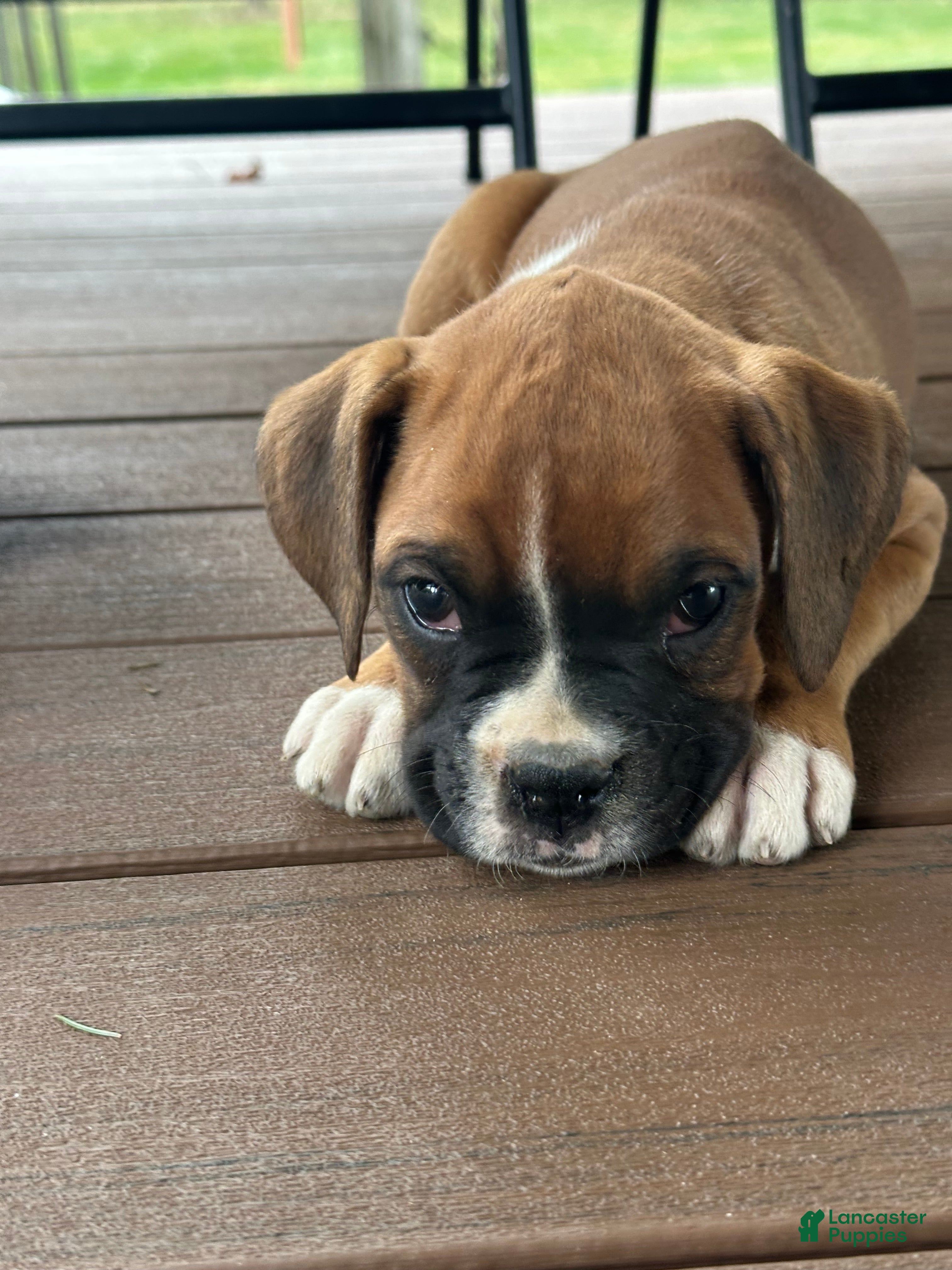 Boxer dogs Ash - Ad 2