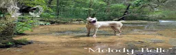 Cane Corso dogs for sale: "Washington" - Ad 4