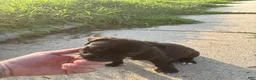 American Bully dogs for sale: Onyx - Ad 6