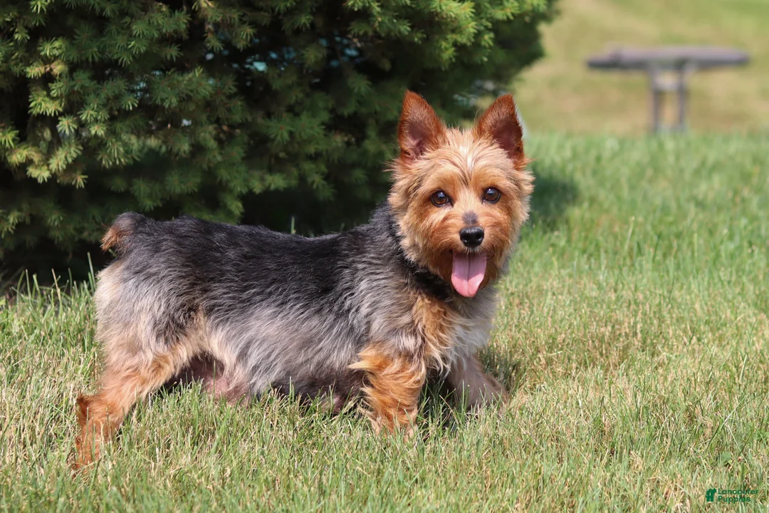 Morkie dogs for sale: Sarah - Ad 17