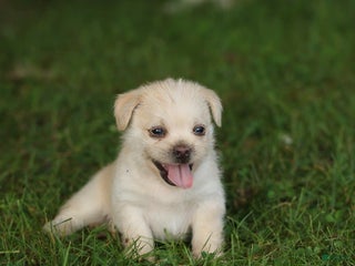 Mixed Breed dogs - Ad 38