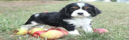 Cocker Spaniel dogs for sale: Cory - Ad 3