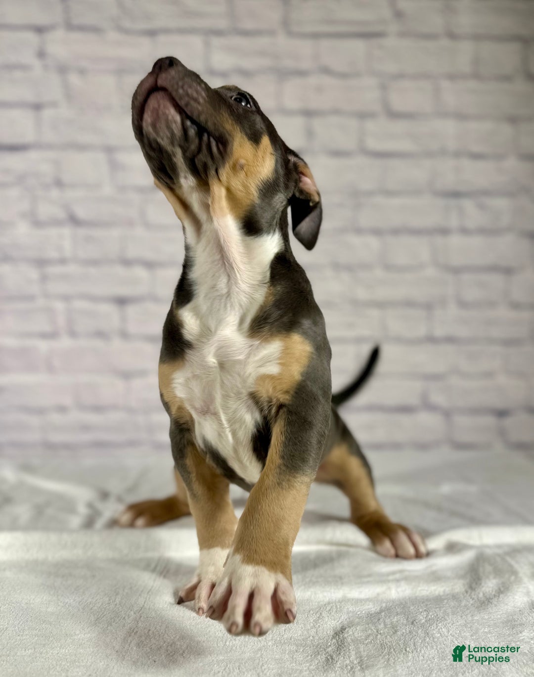 American Bully dogs for sale: Maggie - Ad 7