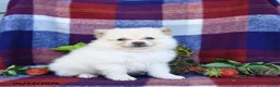 Pomeranian dogs for sale: Foxy - Ad 1