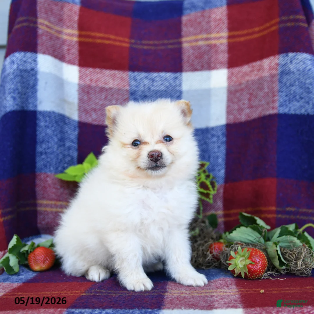 Pomeranian dogs for sale: Foxy - Ad 1