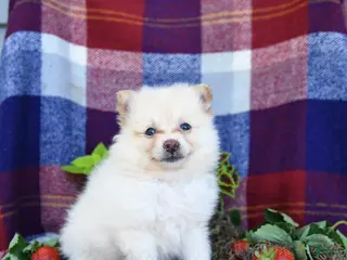 Pomeranian dogs for sale: Foxy - Ad 3