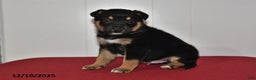 Mixed Breed dogs for sale: Ned - Ad 2