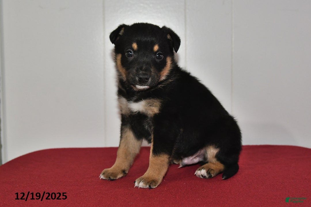 Mixed Breed dogs for sale: Ned - Ad 2