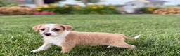 Mixed Breed dogs for sale: Italian greyhound/Havanese Cory  - Ad 6