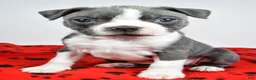 Boston Terrier dogs for sale: Callie - Ad 6