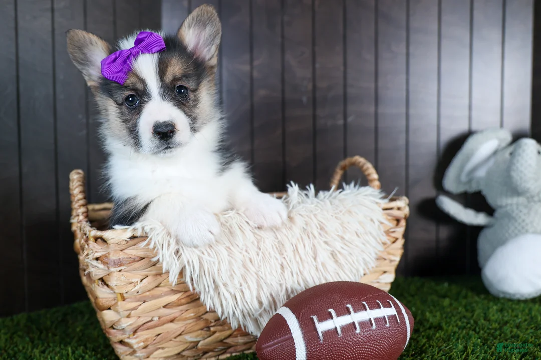 Welsh Corgi Pembroke dogs for sale: Ramona - Ad 2