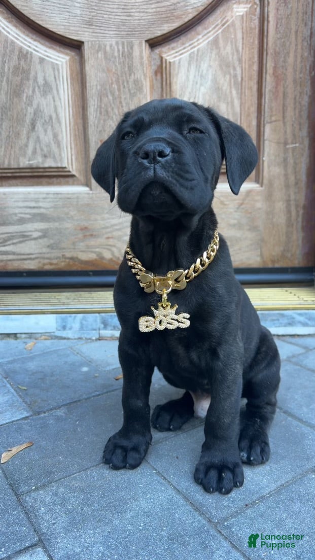 Cane Corso dogs Cane Corso Puppy 1 - Ad 39