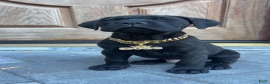 Cane Corso Puppy 1