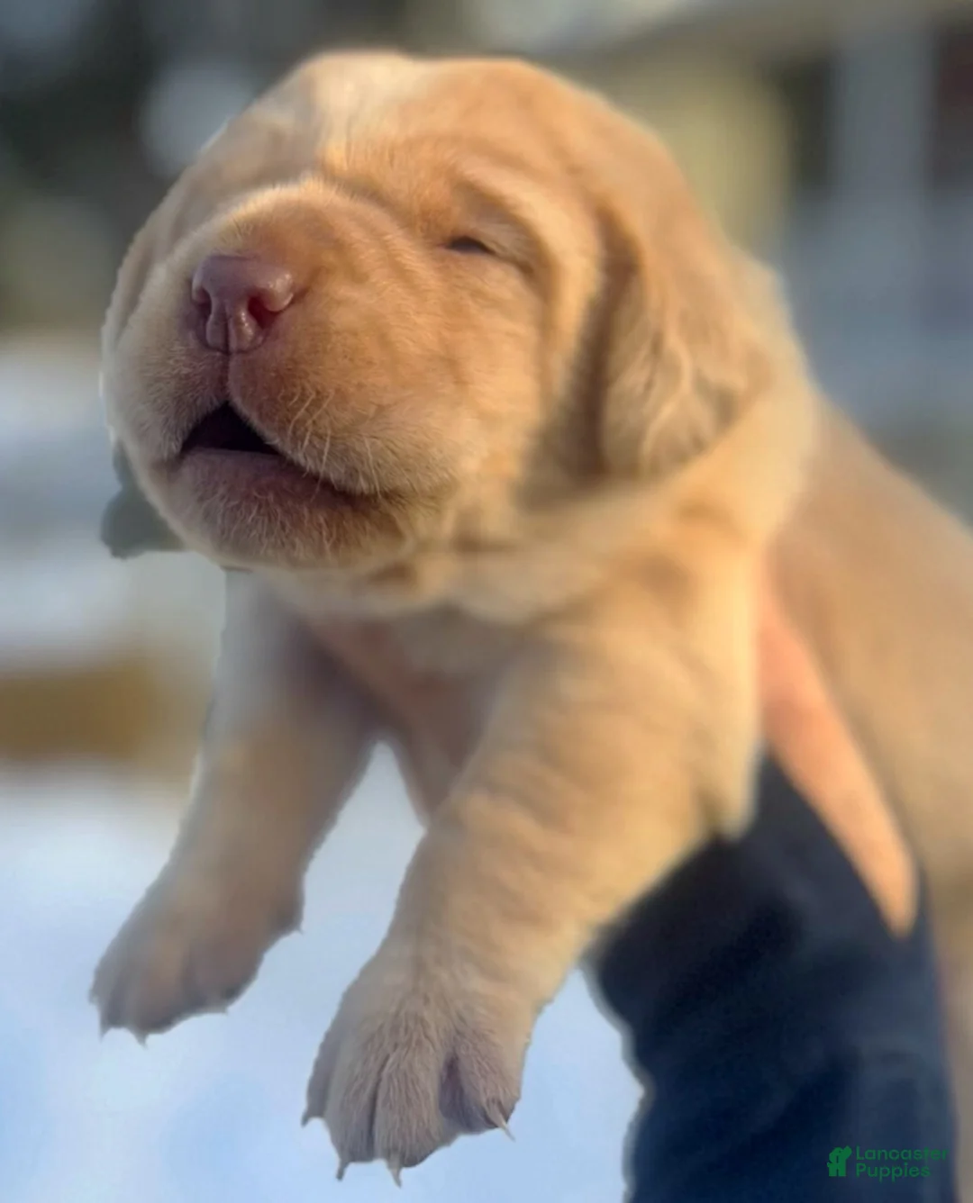 Labrador Retriever dogs for sale: Labrador Retriever Puppy 2 - Ad 4