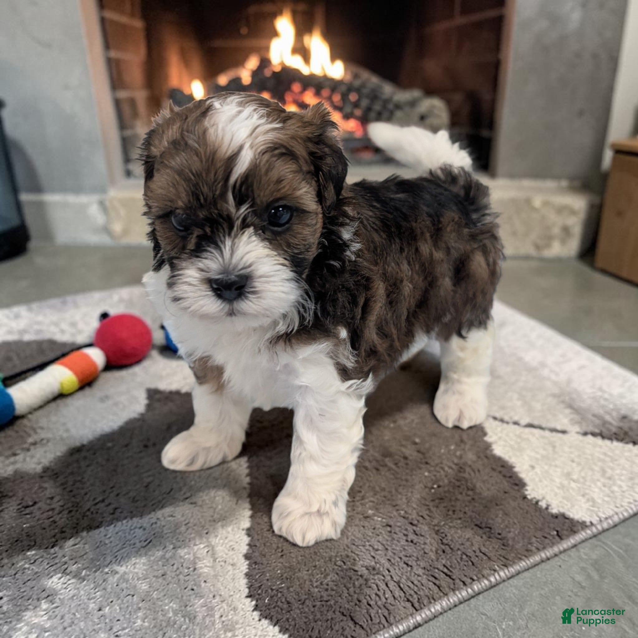 Shihpoo dogs Teddy - Ad 1
